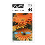 stacked-daisies, June 9, 2007