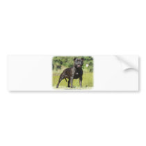Staffordshire Bull Terrier bumper stickers by TraffordPhotos Staffordshire Bull Terrier bumper stickers
