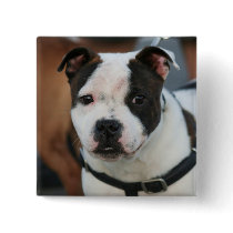 Staffordshire Bull Terrier Button