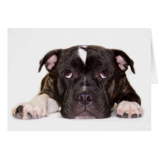 Staffordshire bull terrier Card R001