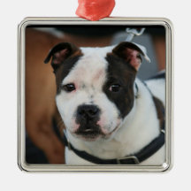 Staffordshire bull terrier ornaments
