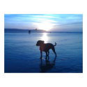 Staffordshire Bull Terrier posters by beverlytazangel Staffordshire Bull Terrier posters