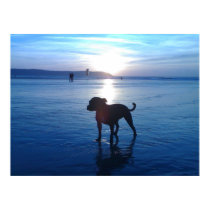 Staffordshire Bull Terrier posters by beverlytazangel Staffordshire Bull Terrier posters