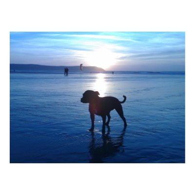 Staffordshire Bull Terrier Poster by beverlytazangel