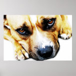Staffordshire Bull Terrier Poster