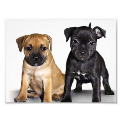 staffordshire_bull_terrier_puppies_photoenlargement-r5373fc260e0f49588c0bb8478ee54136_nq5k_400.jpg