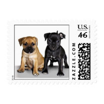 Staffordshire bull terrier puppies postage stamp