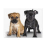 Staffordshire bull terrier puppies post cards