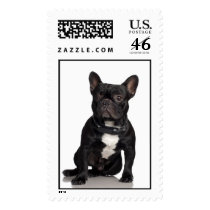 Staffordshire Bull Terrier Stamp (LARGE)