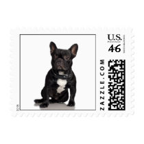 Staffordshire Bull Terrier Stamp (SMALL)