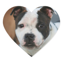 Staffordshire bull terrier heart sticker