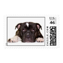 Staffordshire Bull Terrier thinking postage