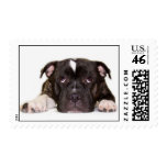 Staffordshire Bull Terrier thinking Postage Stamps