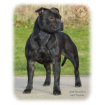 Staffordshire Bull Terrier t-shirts by TraffordPhotos Staffordshire Bull Terrier t-shirts