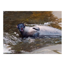 Staffordshire bullseal poster posters by Junglegeorge Staffordshire bullseal poster posters