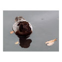 Staffordshire pitduck poster posters by Junglegeorge Staffordshire pitduck poster posters