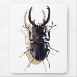 "Stag beetle" Insect Watercolor Art "Stag beetle" Insect Watercolor Art