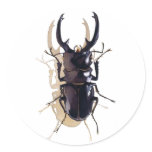 "Stag beetle" Insect Watercolor Art "Stag beetle" Insect Watercolor Art