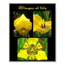 Stages of Life posters
