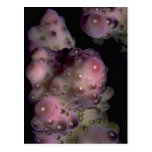 Staghorn coral tip from the Fiji Islands Post Cards