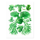 Staghorn Fern Post Cards