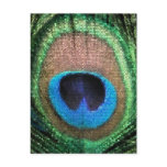 Stained Glass Peacock Postcard