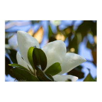 Stained Glass Sky Southern Magnolia Poster Print posters