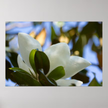 Stained Glass Sky Southern Magnolia Poster Print
