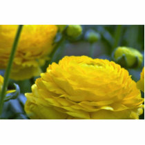Stair Cased Flower Photo Cut Out