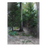 Stairs in the Forest Postcard