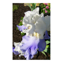 Stairway to Heaven Blue/White Iris Poster Print posters