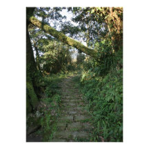 Stairway to the trees custom announcements