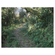 Stairway to the trees flyer