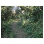 Stairway to the trees flyers