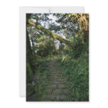 Stairway to the trees custom announcements