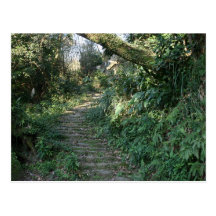Stairway to the trees post cards