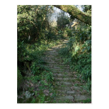 Stairway to the trees post cards