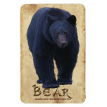 Stalking Black Bear Wildlife Art Flexi Magnet