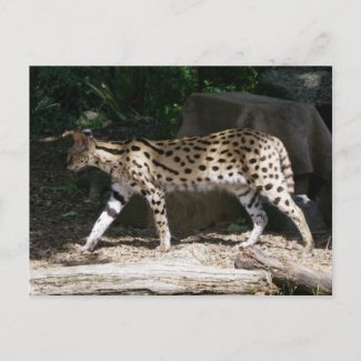 Stalking Serval postcard