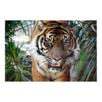 Stalking Tiger posters by Gallipoli15 Stalking Tiger posters