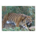 Stalking Tiger posters by CptMikey Stalking Tiger posters