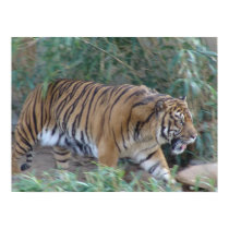 Stalking Tiger Print