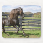Stallion