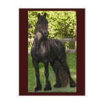 Stallion Painting Postcards