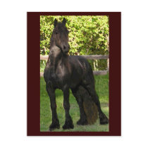 Stallion Painting Postcards