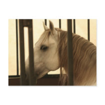 Stallion Watching postcards