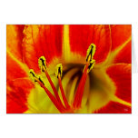 Stamen Greeting Card
