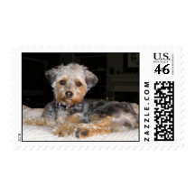 stamp2, Yorkiepoo