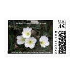 Stamp / Antioch Dunes Evening Primrose