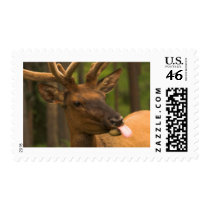 stamp - Elk with Tongue Out